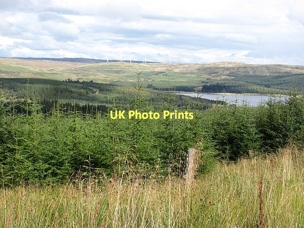 Photo 6"x4" Carron Valley Forest Bin Bairn c2011