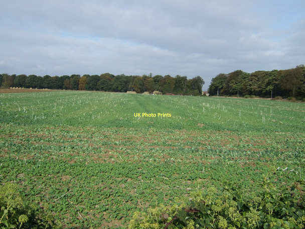 Photo 6"x4" Farmland off Red Hill Lane Goldthorpe c2011