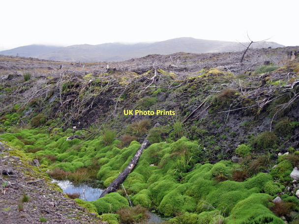 Photo 6"x4" Moss and a mess Kyleakin c2011