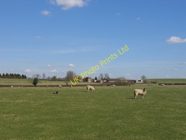 Photo 6"x4" Sheep grazing near Hill Farm Knightcote c2006