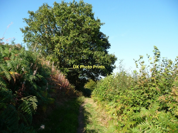 Photo 6"x4" Tree on Brow Lane Nether End\/SE2407 c2011