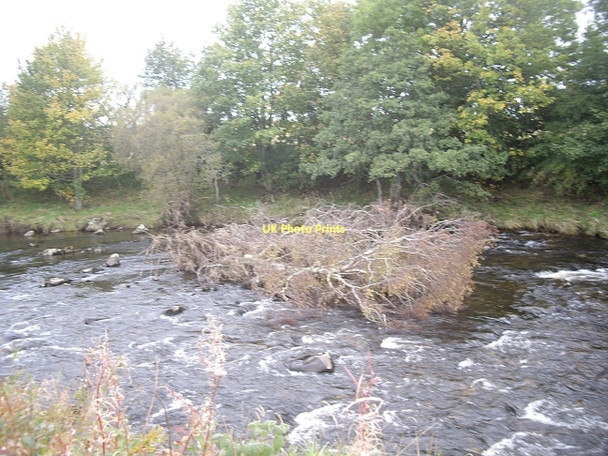 Photo 6"x4" Forest flotsam in the River Deveron Huntly c2011