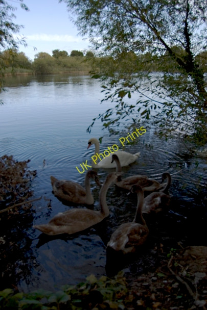 Photo 6"x4" Saltmarshe Delph Saltmarshe c2009