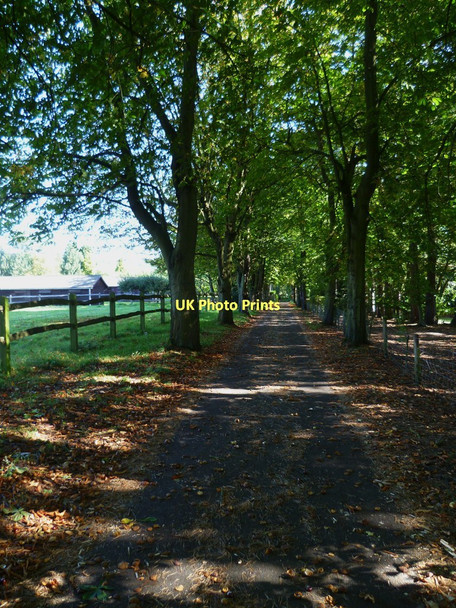 Photo 6"x4" Avenue footpath Lordshill Common c2011