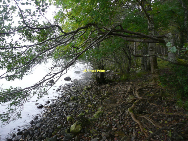 Photo 6"x4" The south shore of Loch Rannoch Dall Ho c2011
