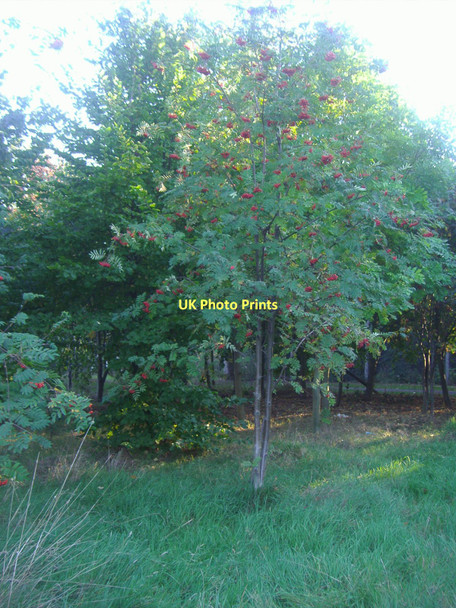 Photo 6"x4" Rowan tree in Hendon Park Hendon\/TQ2389 c2011