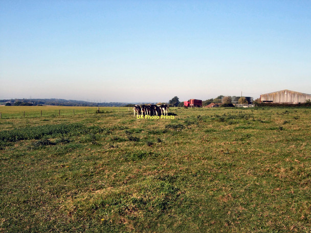 Photo 6"x4" Cows in Parsonage Farm Fletching c2011