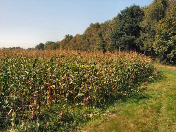 Photo 6"x4" Maize near Goldbridge Wood Fletching c2011