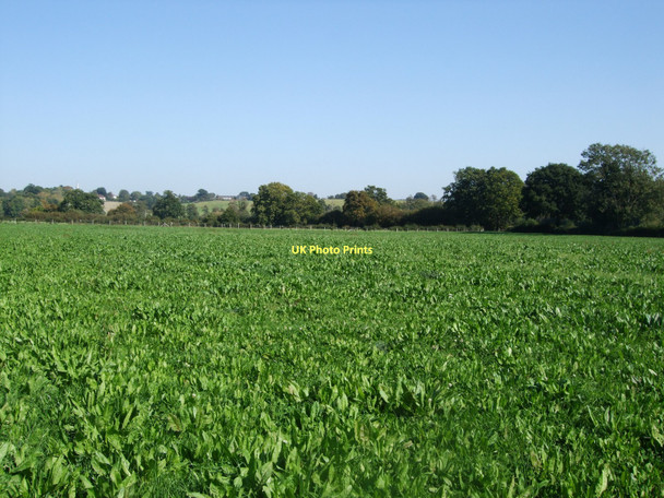 Photo 6"x4" Fletching Mill Farm Fletching c2011