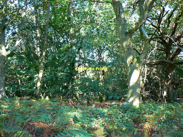 Photo 6"x4" Inside Savernake Forest, off Grand Avenue Durley\/SU2364 c2011