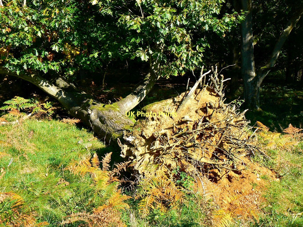 Photo 6"x4" Fallen tree, off Grand Avenue, Savernake Forest Durley\/SU2364 c2011