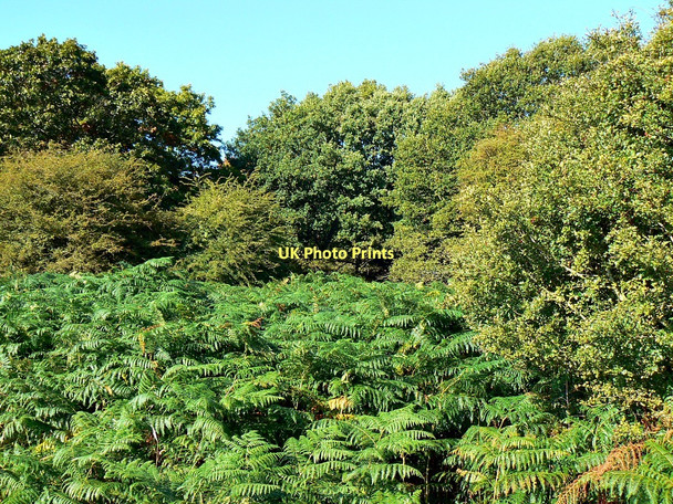 Photo 6"x4" Bracken on the edge of Savernake Forest near Durley Durley\/SU2364 c2011