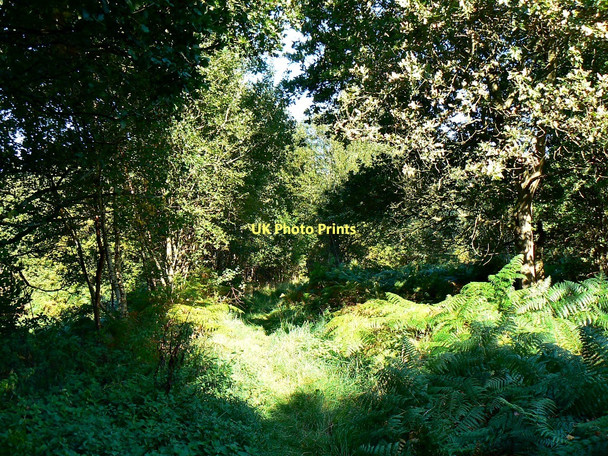 Photo 6"x4" Track back to Grand Avenue, Savernake Forest The Warren\/SU2465 c2011