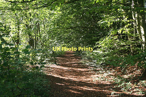 Photo 6"x4" Crowcombe: woodland ride Coursley c2011