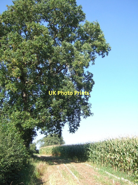 Photo 6"x4" Maize field and solitary tree near Woodford Bridge Wells c2011