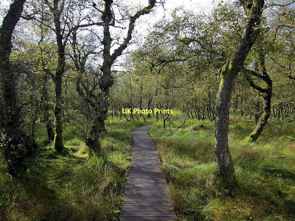 Photo 6"x4" Board-walk through boggy woodland north of Tarn Moss Water Houses\/SD8867 c2011
