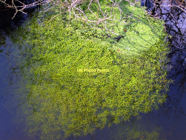 Photo 6"x4" Water Starwort (Callitriche spp)  in stream, Tarn Moss Water Houses\/SD8867 c2011