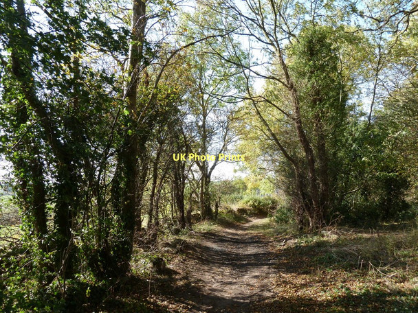 Photo 6"x4" Track among trees Shirebrook c2011