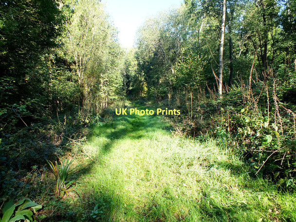 Photo 6"x4" Path through the trees Stour Row c2011