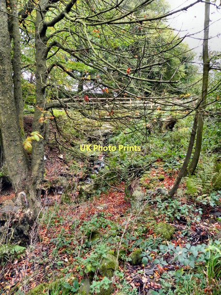 Photo 6"x4" Woodland Near Quarlton Brook Edgworth c2011
