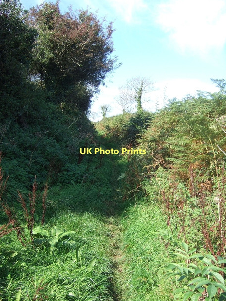 Photo 6"x4" A green lane, the footpath to Woodcombe Sand South Allington c2011