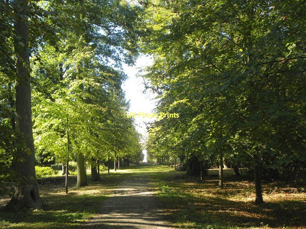 Photo 6"x4" Woodland at Cliveden Rose Hill\/SU9284 c2011