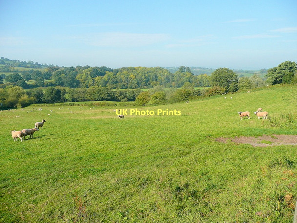 Photo 6"x4" Grazing the Monnow valley White Rocks c2011