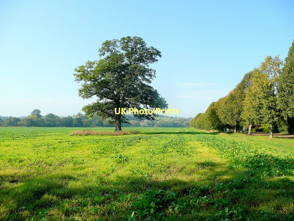 Photo 6"x4" Oak in the Monnow valley Kentchurch c2011