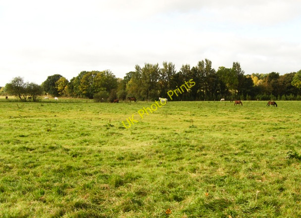 Photo 6"x4" Horses in a field at Ballinteggart Portadown c2009