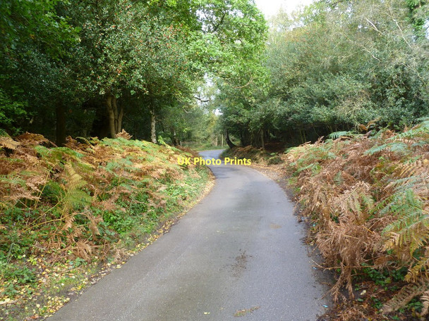 Photo 6"x4" Burley, country lane Bisterne Close c2011