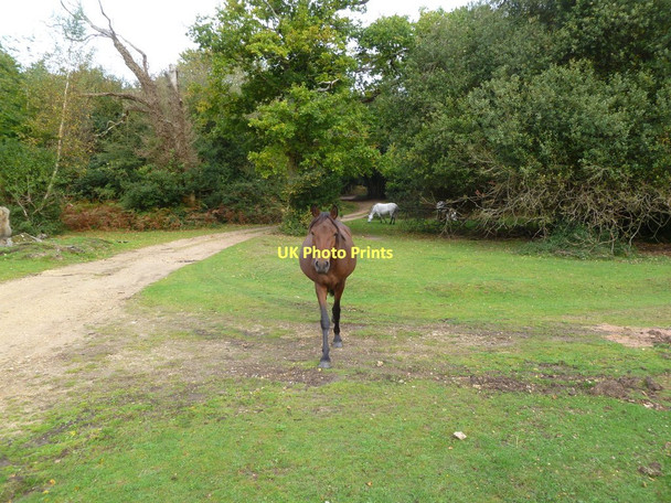 Photo 6"x4" Burley, ponies Bisterne Close c2011