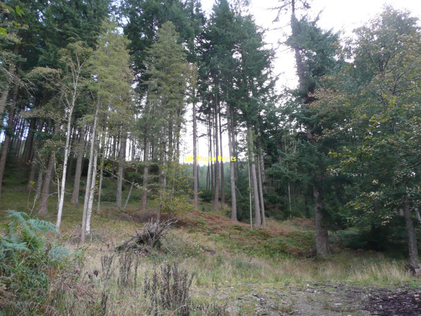 Photo 6"x4" Forest above Bonskeid House Aldclune c2011