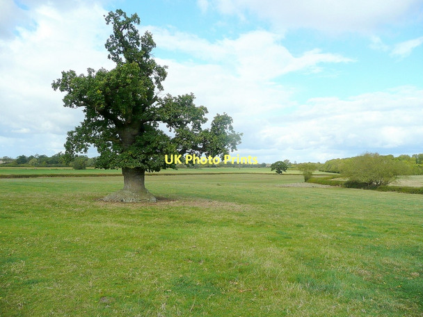 Photo 6"x4" Old oak by a footpath Barrow\/SO8824 c2011