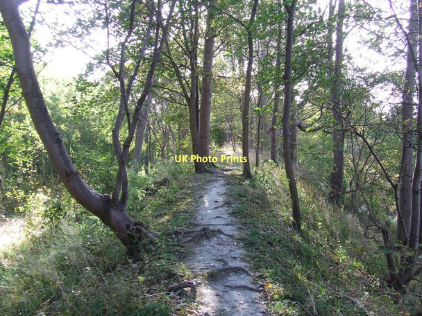 Photo 6"x4" Devils Ditch Stetchworth c2011