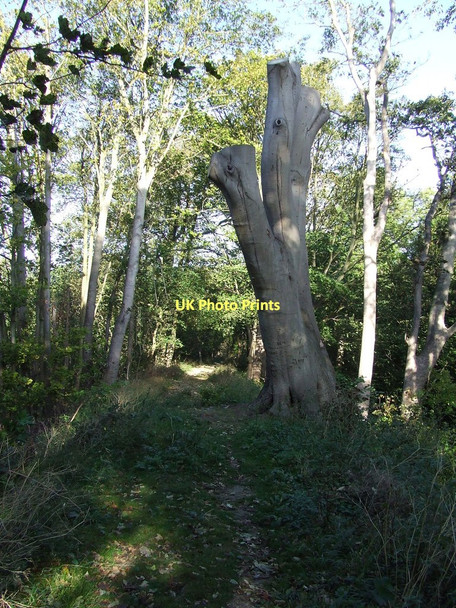 Photo 6"x4" Cut Tree Stetchworth c2011