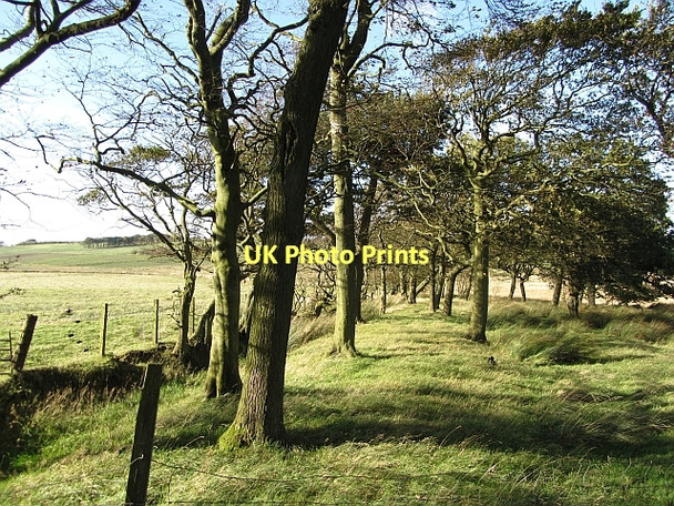 Photo 6"x4" A strip wood, Blackrig California\/NS9076 c2011