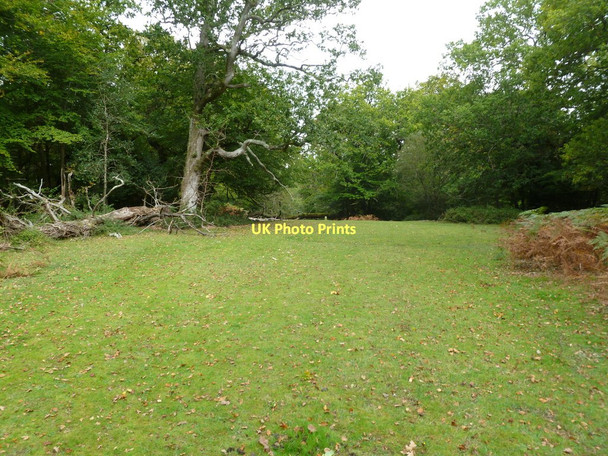 Photo 6"x4" Busketts Lawn, clearing Woodlands\/SU3211 c2011