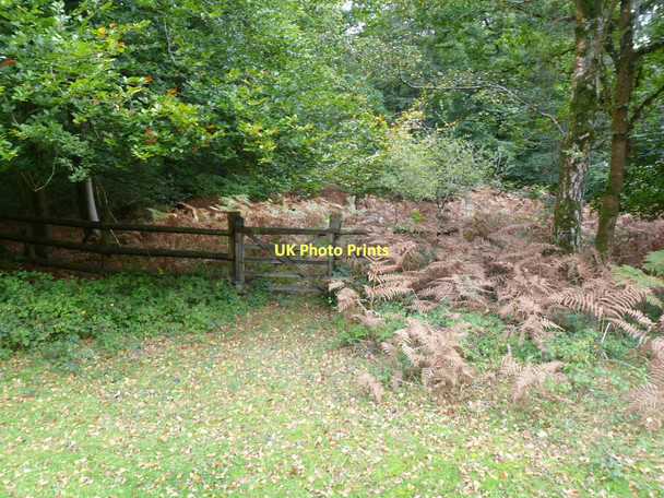 Photo 6"x4" Brockishill Inclosure, gate London Minstead c2011