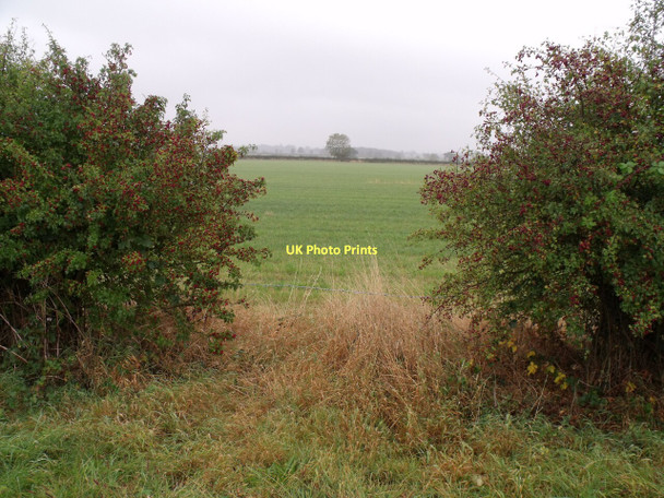 Photo 6"x4" Gap in hedge with berries Hatton\/TF1776 c2011
