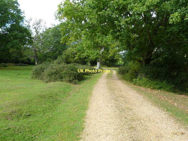 Photo 6"x4" Woodlands, track Bartley c2011