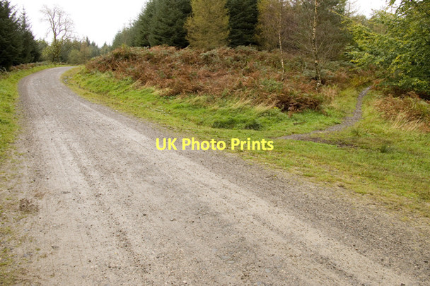 Photo 6"x4" Forest Track in Hawkshead Hall park Roger Ground c2011