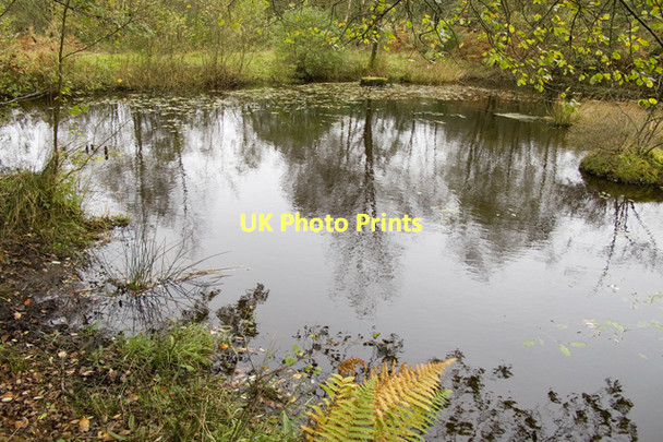 Photo 6"x4" Un-named tarn Grizedale Forest Grizedale c2011