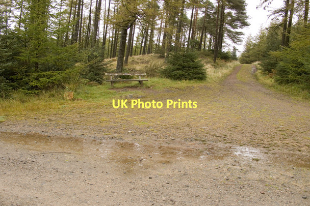 Photo 6"x4" Track junction near Goosey Foot tarn Grizedale c2011