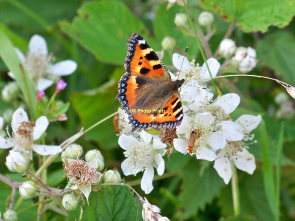 Photo 6"x4" Small Tortoiseshell (Aglais urticae) & Black-tipped Soldier Beetle (Rhagonycha fulva) Langbank\/NS3873 c2010