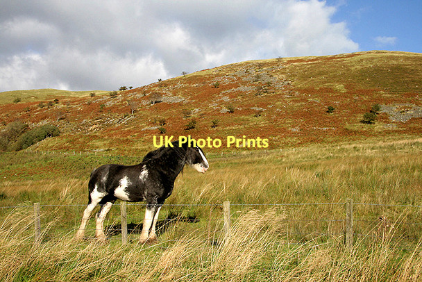Photo 6"x4" Rough grazing in the Ettrick Valley Hyndhope c2011