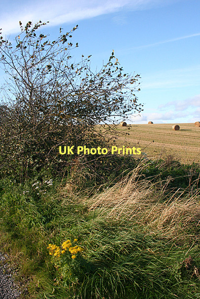 Photo 6"x4" Roadside Vegetation Nairn c2011