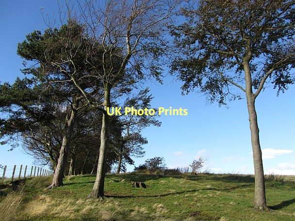 Photo 6"x4" A grown out strip wood Standburn\/NS9274 c2011