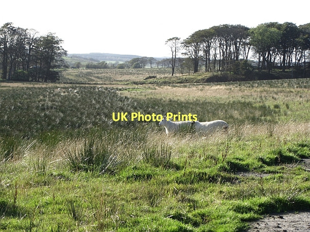 Photo 6"x4" Wetland, Boxton Shieldhill\/NS8976 c2011