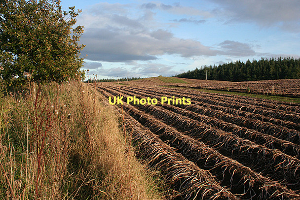 Photo 6"x4" Tattie Field Whitemire\/NH9754 c2011