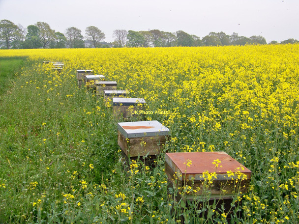 Photo 6"x4" Bee Hives Near Winfield Hutton\/NT9053 c2011